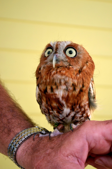 The screech owl we got to pet at the Wild Bird Center's raptor presentation