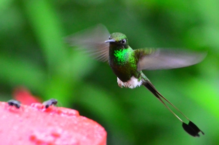 Racket-Tail Hummingbird